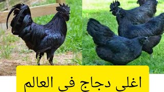 اغلى نوع دجاج بالعالم /دجاج لامبورجيني الأسود.