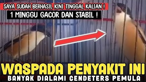 CARA MENYEMBUHKAN OVER BIRAHI DAN OVER EMOSI PADA CENDET‼️