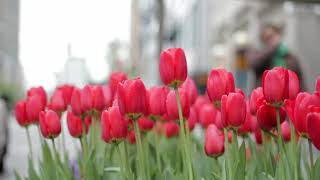 The Dancing Tulip's Lullaby