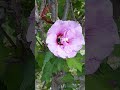 My Nature Walks Pollinators At Work 