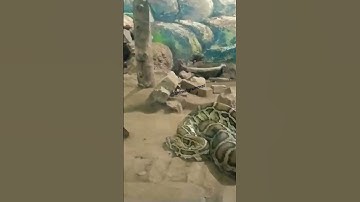 Indian rock python 🐍 or अजगर #snake #indianrockpython #reptiles #animals #wildanimals #animallover