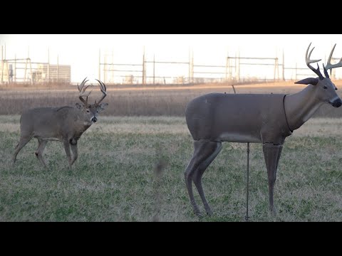 Watch 165-inch Buck Make a Scrape to Challenge a Decoy