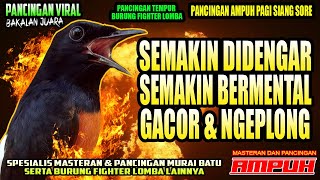 PANCINGAN MURAI BATU PILIHAN UNTUK MELATIH MENTAL JUARA | murai batu | shamabird