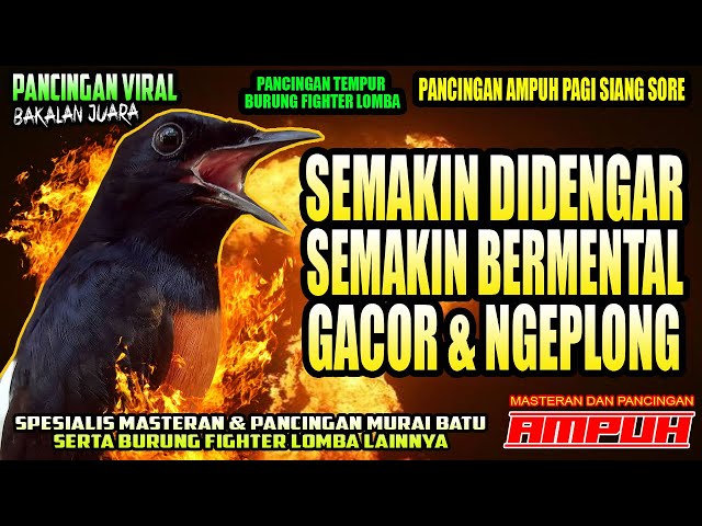 PANCINGAN MURAI BATU PILIHAN UNTUK MELATIH MENTAL JUARA | murai batu | shamabird class=