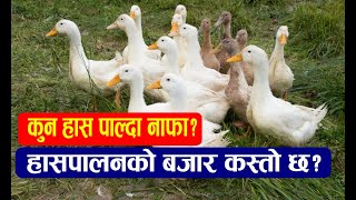 हाँस पालेर मासिक १ लाख सम्म कमाउन सकिन्छ त? Duck Farming in Nepal