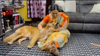 Bubbles Being Jealous For lying on Mom’s Lap ❤‍