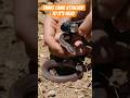 This Tiny Snake Has NO Eyes 😱 | Nature’s Hidden Secret!#shortsvideo