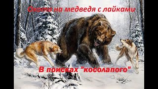 Охота на медведя с лайками весной. В поисках медведя!!!