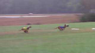 2019 AHCA National Specialty - ASFA Lure Coursing - Prelim FCh 2 by Afghan Hound Club of America 19 views 4 years ago 56 seconds