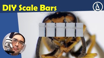 🔬 Making SCALE BARS for stereo microscopy | Amateur Microscopy