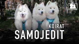 KOIRAT: Pörröinen samojedi on kuin pieni jääkarhu!