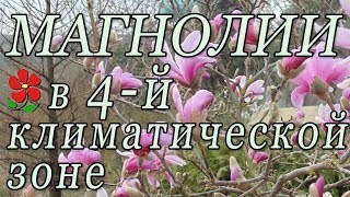 Магнолии - шикарные и самые ранние!  Звёздчатая магнолия.