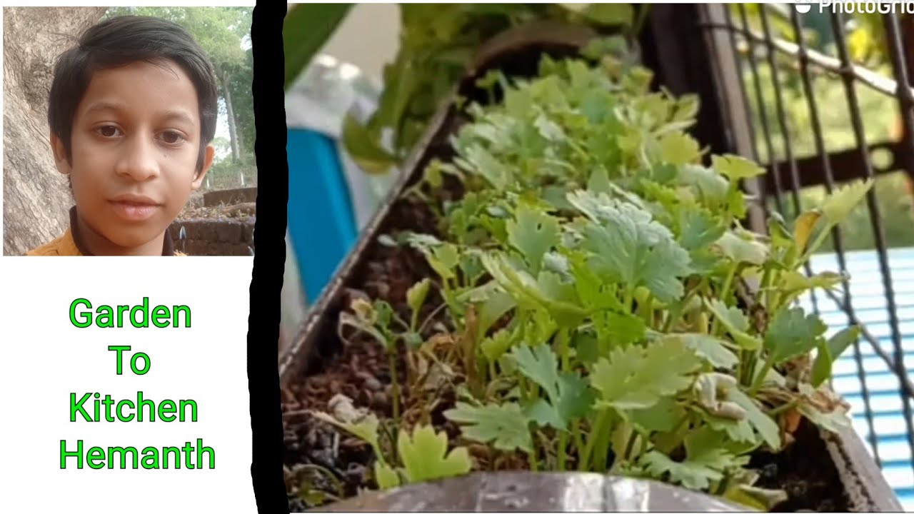Grow your own coriander leaves in just 25 DAYS !! YouTube
