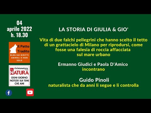 Giulia & Gio: la coppia di falchi che sceglie Milano per riprodursi