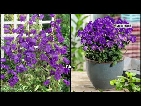 Video: Canterbury Bells Çiçekler: Büyüyen Canterbury Bells