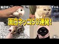 2ch動物スレおもしろ猫50連発 ツッコミどころ満載な猫のおもしろ動画集 パート8 鳴き声 子猫 かわいい 2ch動物スレおもしろ猫50連発 ツッコミどころ満載な猫のおもしろ動画集 パート8 鳴き声 子猫 かわいい