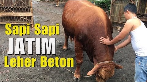 Lihat Aksinya...!!! Sapi Leher Beton, Punggung udah Kya Lapangan Bola