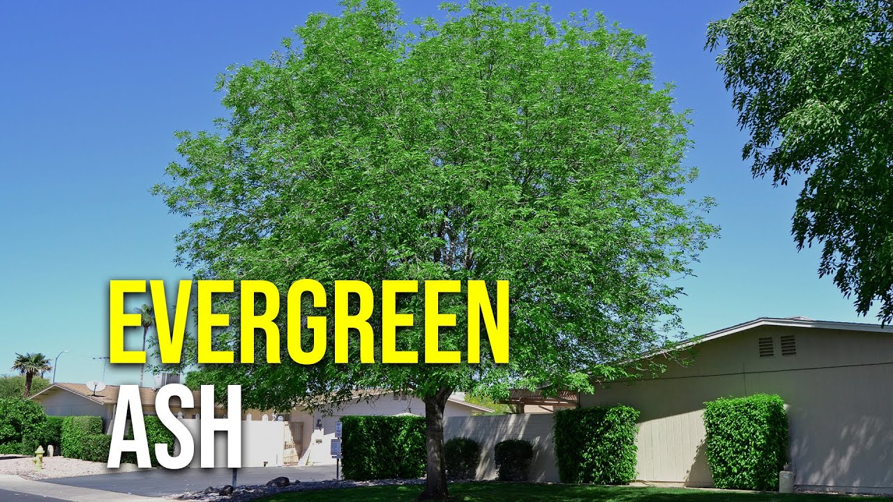 Evergreen Ash Youtube