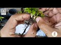 Dionaea | Serrapilheira: Saiba porque devemos trocar.