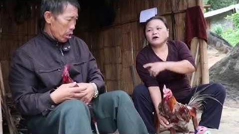 qaib dib yuav noj nceb poj niam yuav noj lws nkawd thiaj sib yws