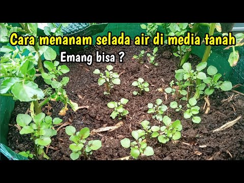 Video: Bolehkah selada air tumbuh di dalam tanah?