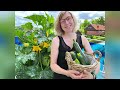 How to produce big and delicious zucchinis from your balcony in just 54 days