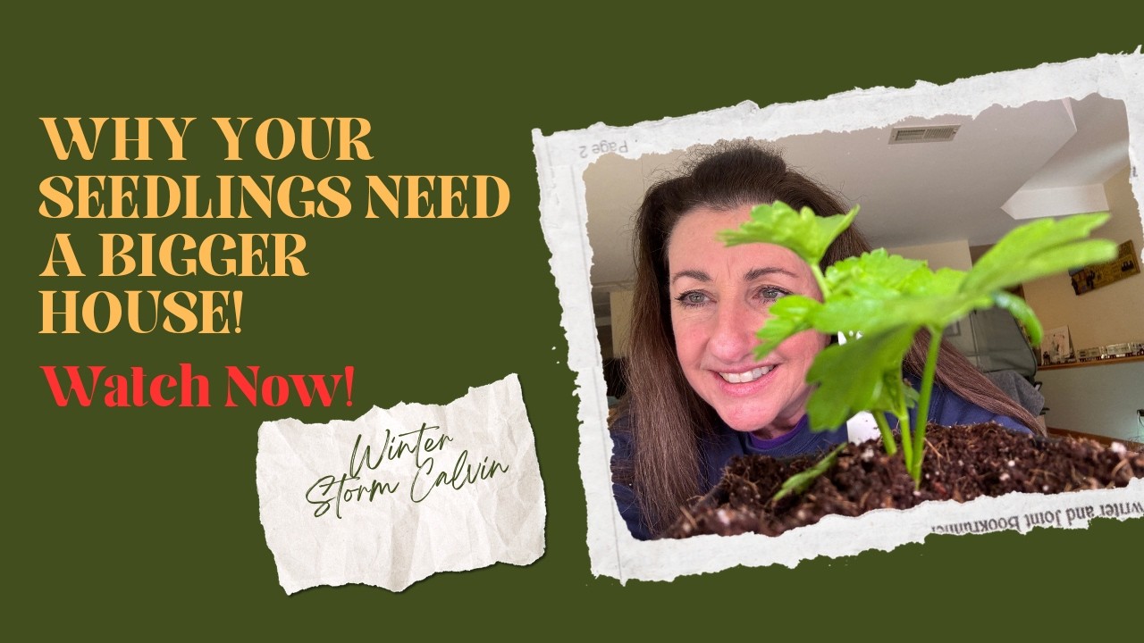 Why Your Seedlings Need a Bigger Home! Dobos Farms  #seedling #gardening #vegetablegardening