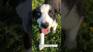 À l’aventure! Les jeunes border collie dans l’herbe #lelevagedoxyne #bordercollie #socute #shorts