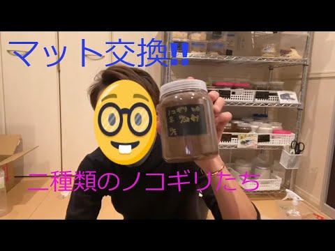 【マット交換】本土ノコギリとフルストファーノコギリのマット交換！