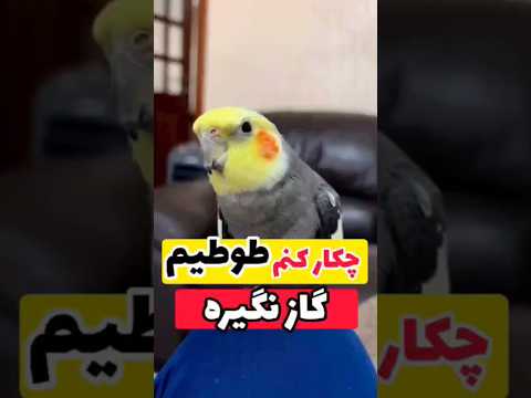 اینحوری دیگه اصلا گاز نمیگیره طوطی سانان عروسهلندی طوطی   طوطی سخنگو