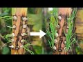 tips for growing garlic on banana trees, no need for a garden