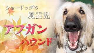 【アフガンハウンド Afghan Hound】ショードッグの風雲児っ Dog of Championships!