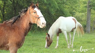 Oliver + Sioux  = Future Baby Horse???  Maternal Constraint In Horses