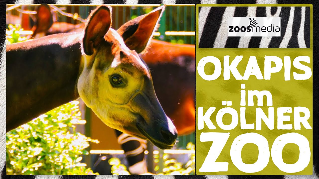 Cirkus Admin Mammoth Cologne Zoo: Conservation for OKAPIS | zoos.media - YouTube