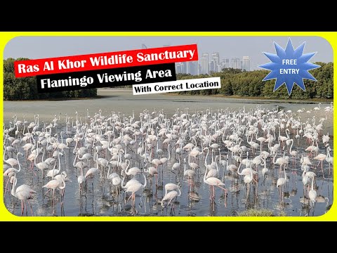 Ras al khor wildlife sanctuary | Flamingo | Place to visit in UAE during summer