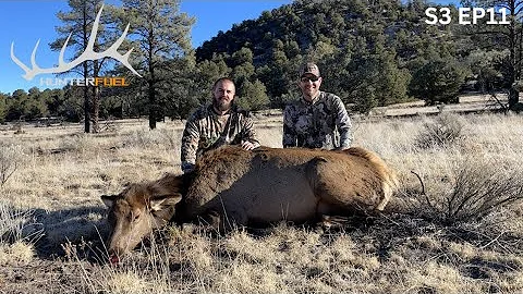 COW ELK DOWN! FIRST BIG GAME ANIMAL ON AZ PUBLIC LAND!