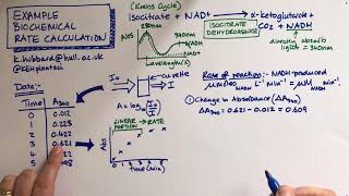 Biochemical rate calculation using Beers Law
