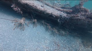 Limited out Lobster mini season 2025 Miami Florida