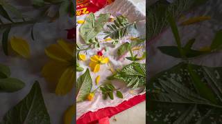 🍁🍃🌺 Eco Printing with natural flowers and leaves #colors #nature