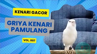 Kenari Putih Polos Gacor Durasi Panjang Cengkok Enak Lokal Super