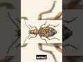 The Beetle That Shoots BOILING Chemical Jets