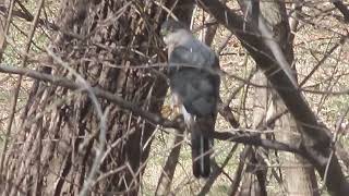 Itchy Cooper Hawk