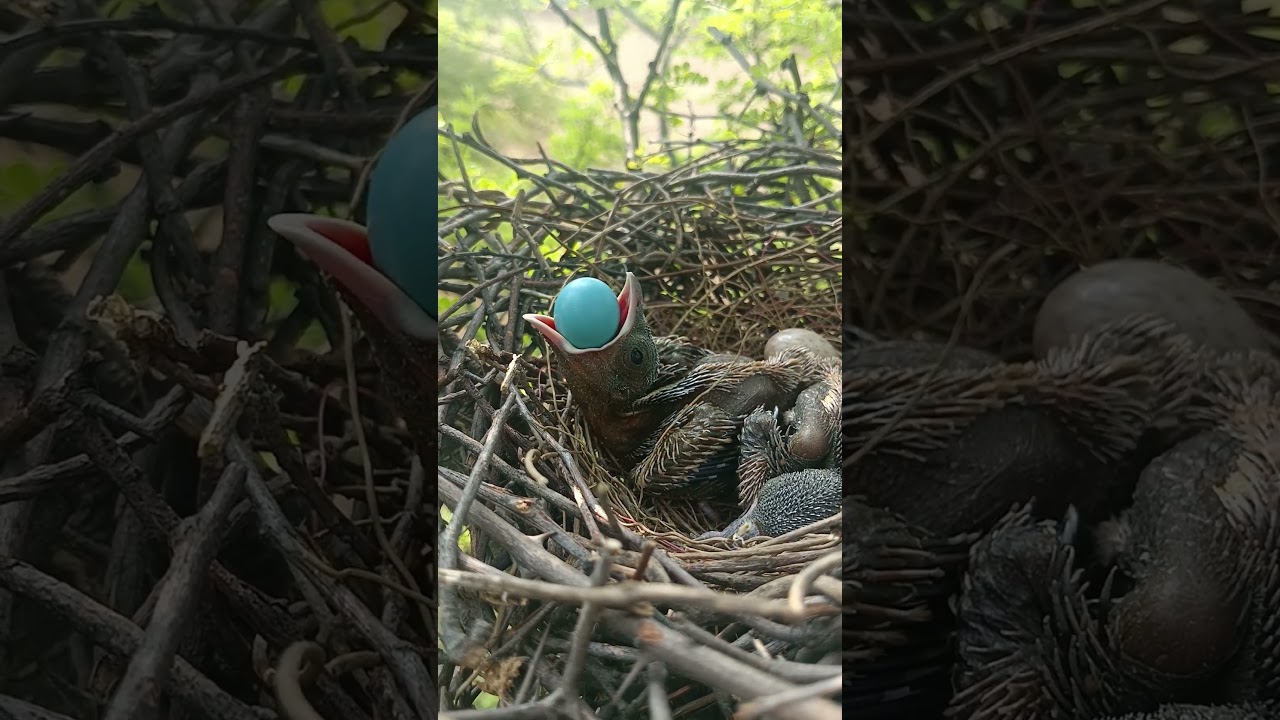 Rufous Treepie Baby Tries to Eat an Egg – Unbelievable Instinct 