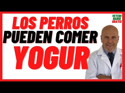 Video: Yogurt para perros