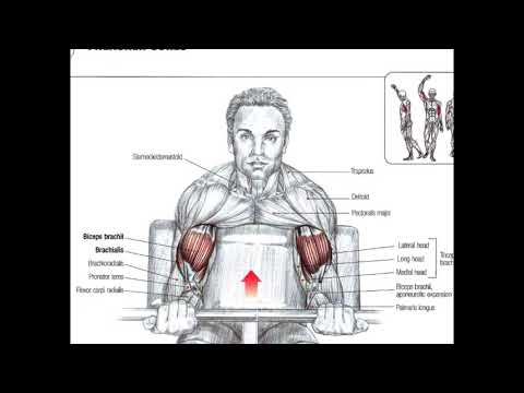 Bodybuilding Anatomy ARMS Bodybuilding Anatomy ARMS