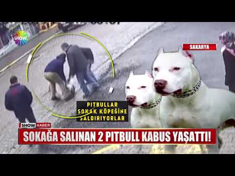 Sokağa salınan 2 Pitbull kabus yaşattı!