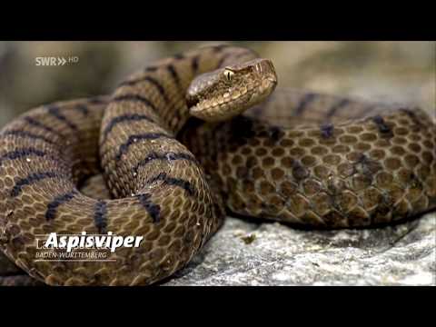 Video: Sind Schlangen Hauptkonsumenten?