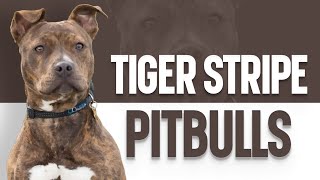 Tiger Stripe Pitbulls – The Ultimate Guide by OurFitPets 9,497 views 1 year ago 3 minutes, 38 seconds