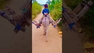 Donkey And Boy Towards Jungle For Gr