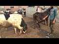 Cow and Bull | village life dairy farm cow
